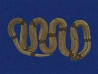 藏品(赤腹松柏根)的圖片